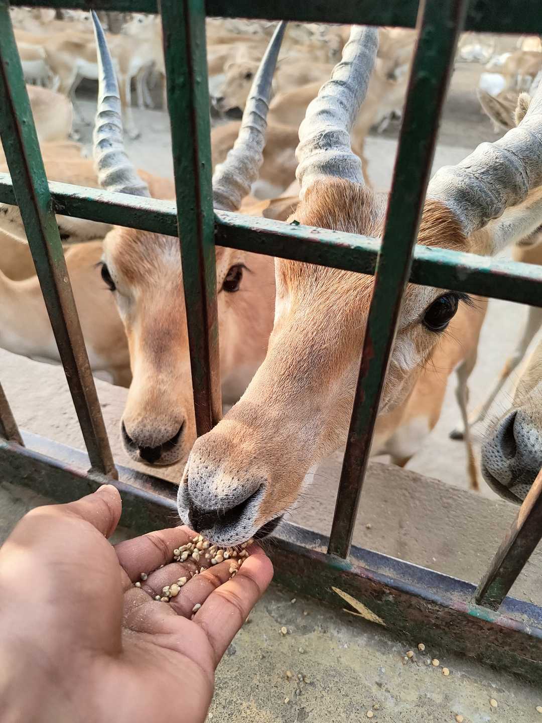 Deer 🦌