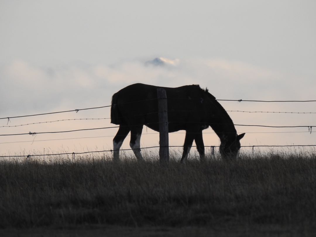 Caballo en La Misión. Ushuaia 