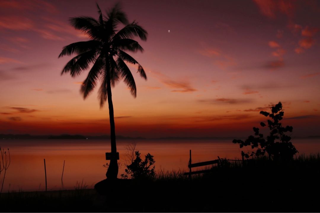 Pohon Kelapa