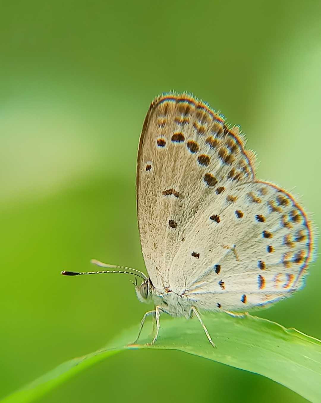 A butterfly 🦋