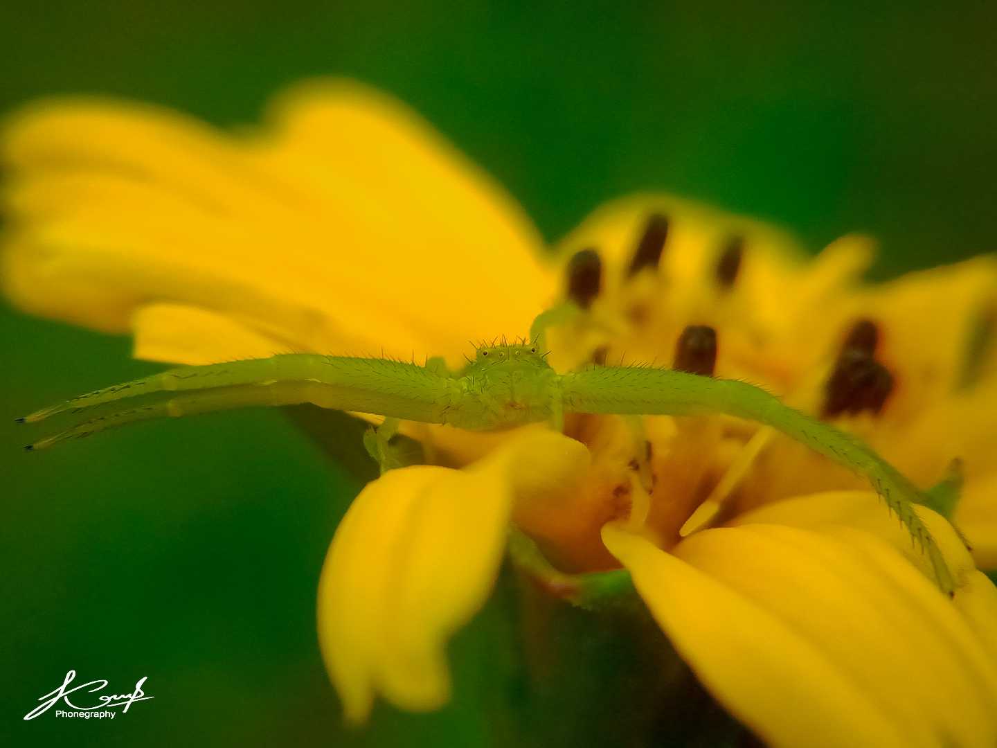 Misumenoides