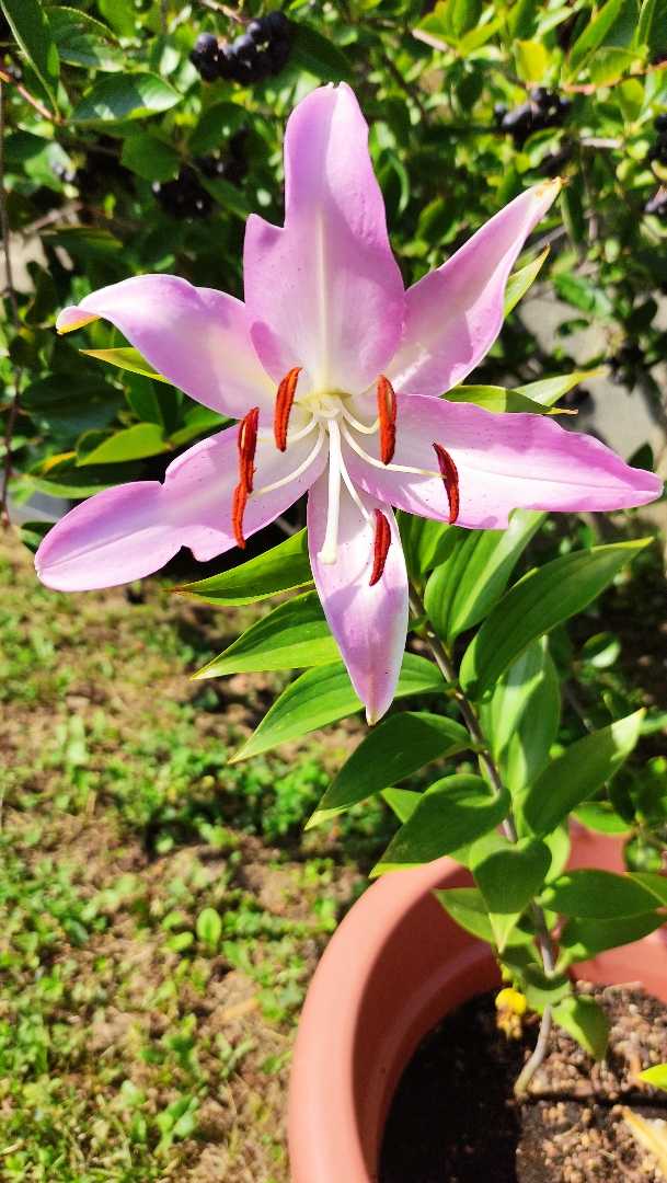 Lilly 