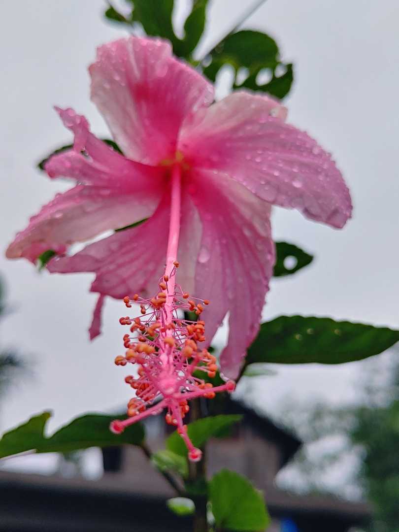 Hibiscus 