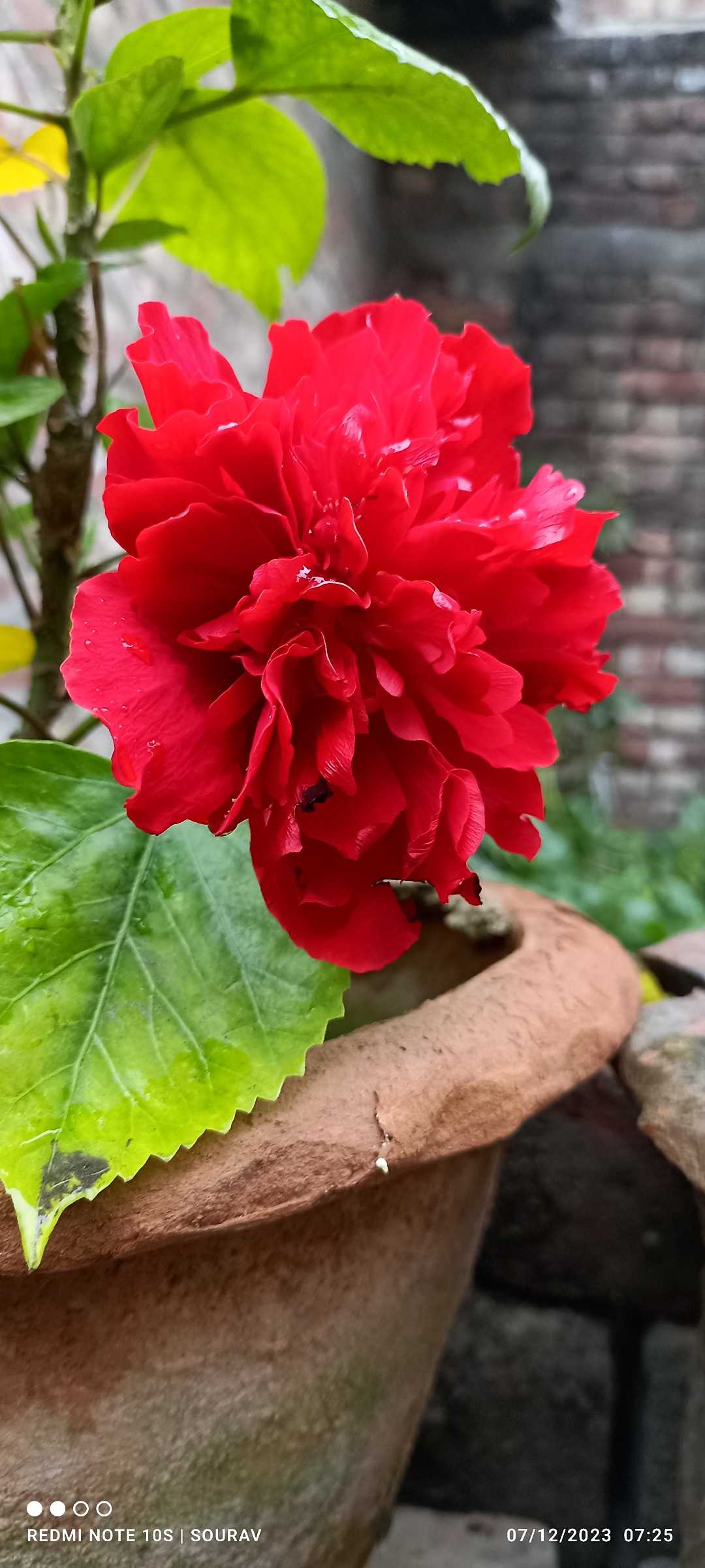 🌸🌸