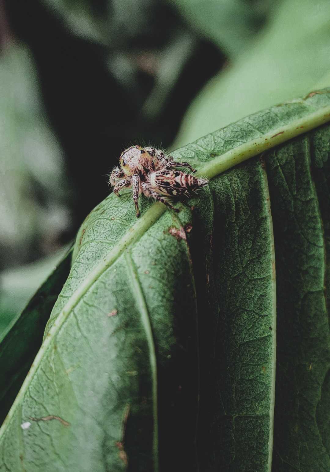 Phidippus Clarus🕷️..!