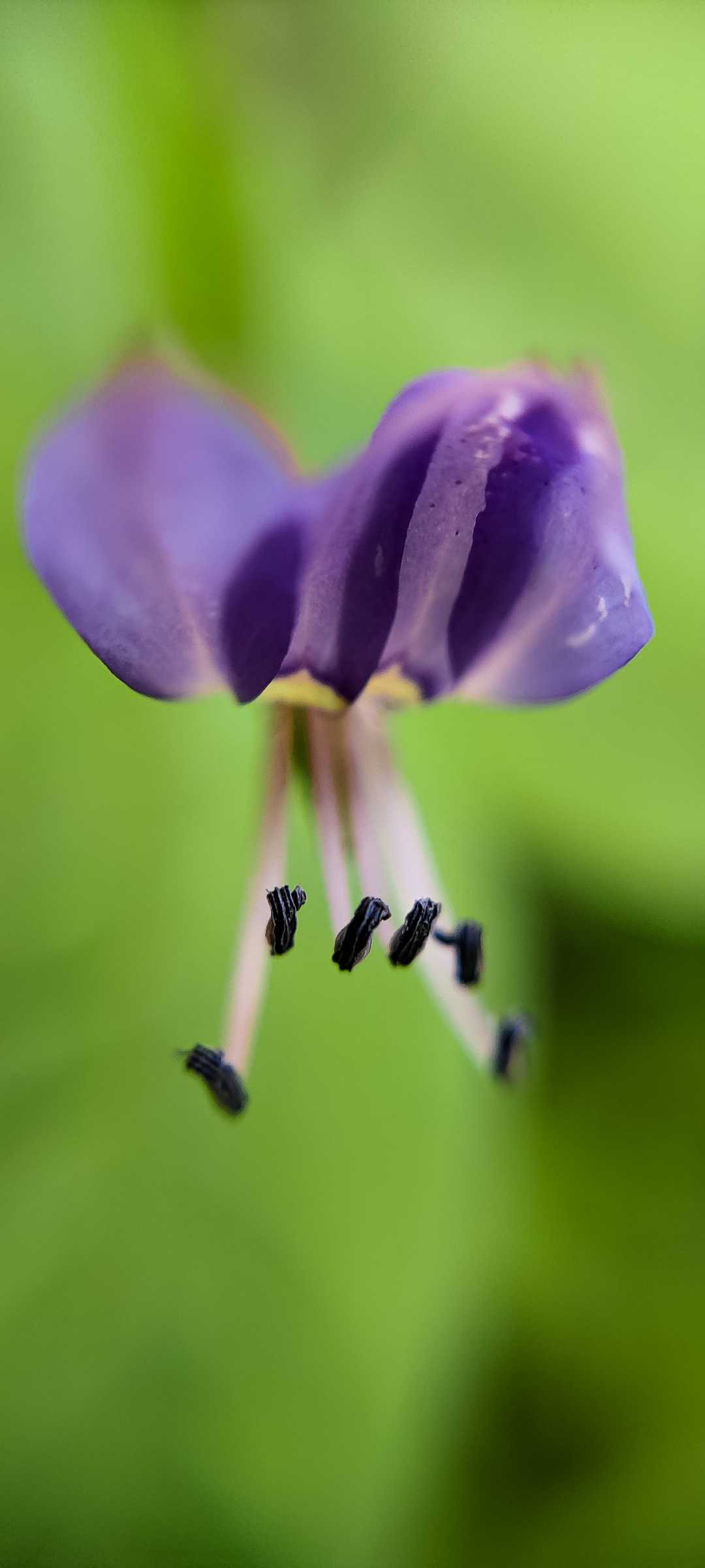 FRINGED SPIDER FLOWER