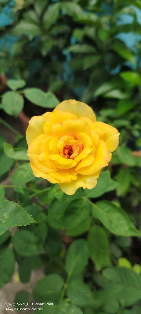 Yellow Rose