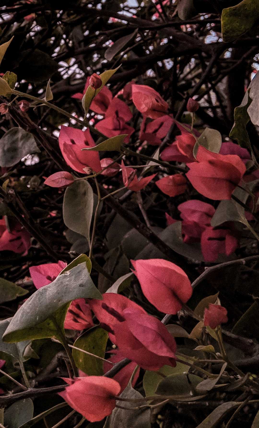 lovely pink leaves 