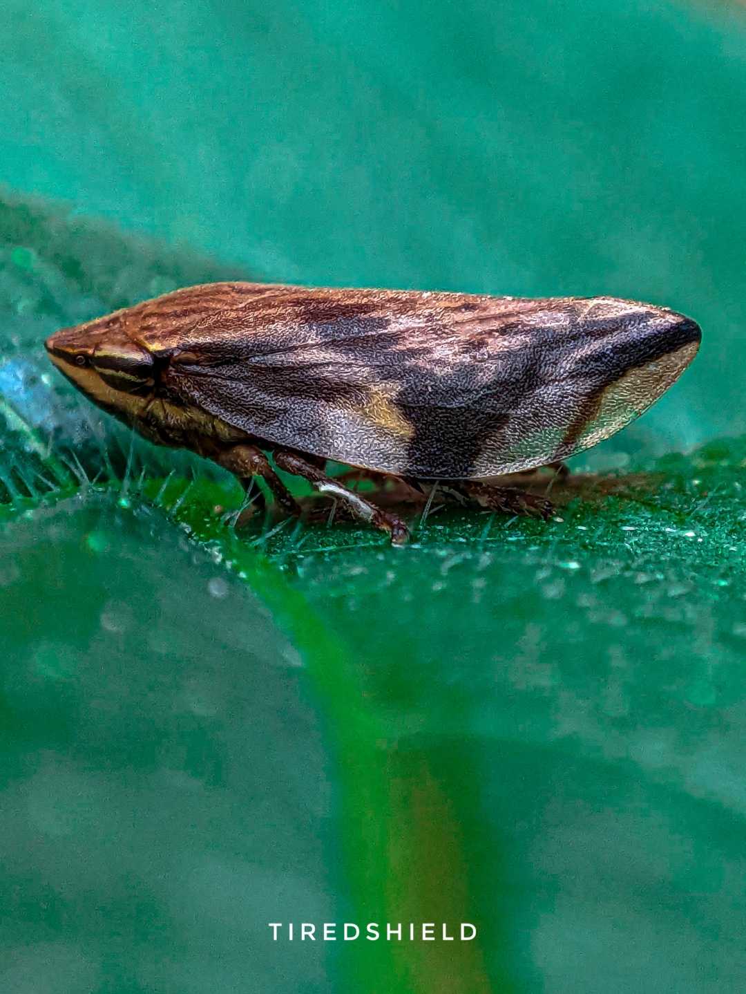 Froghopper