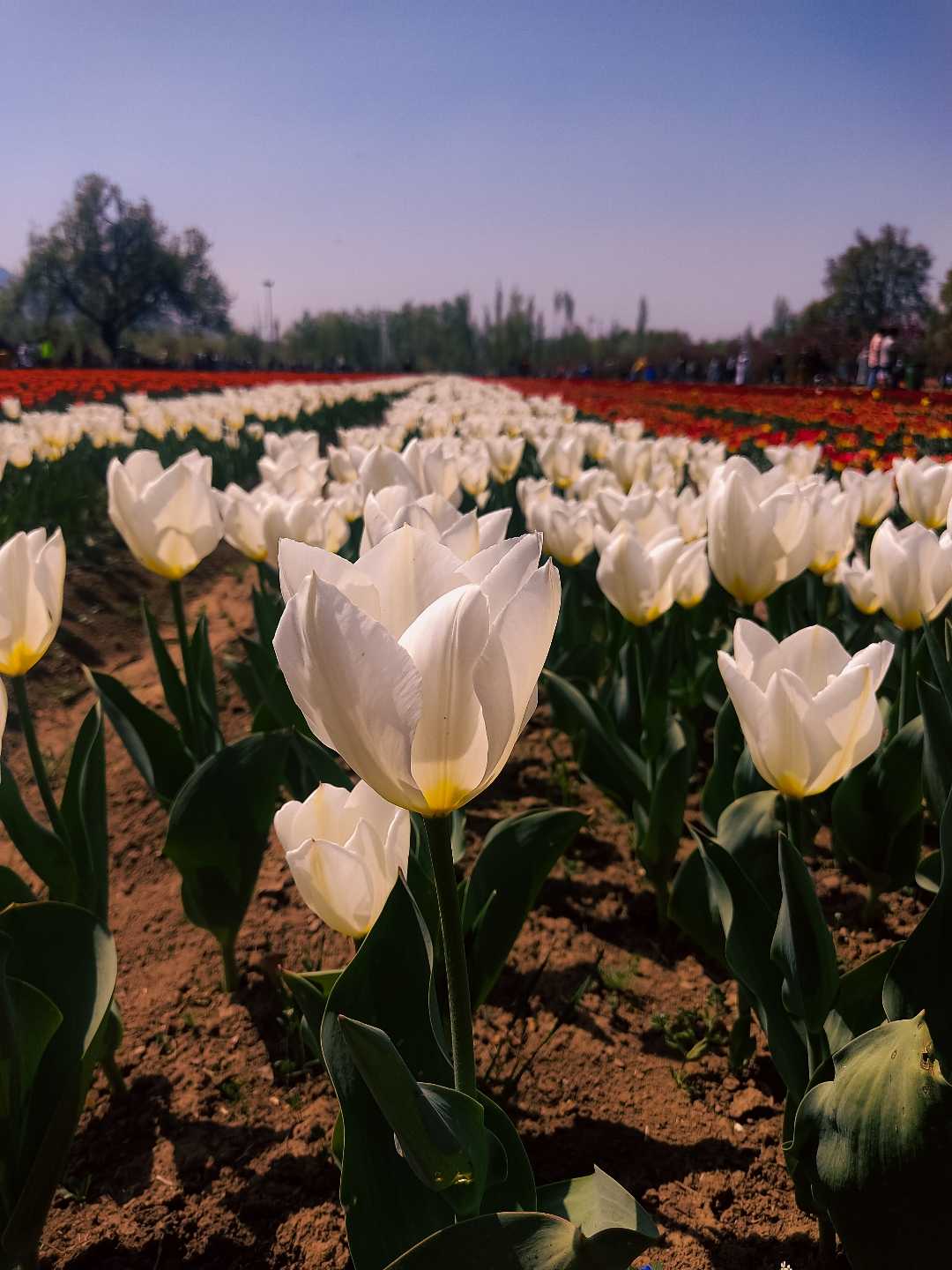 Asia's largest tulip garden 