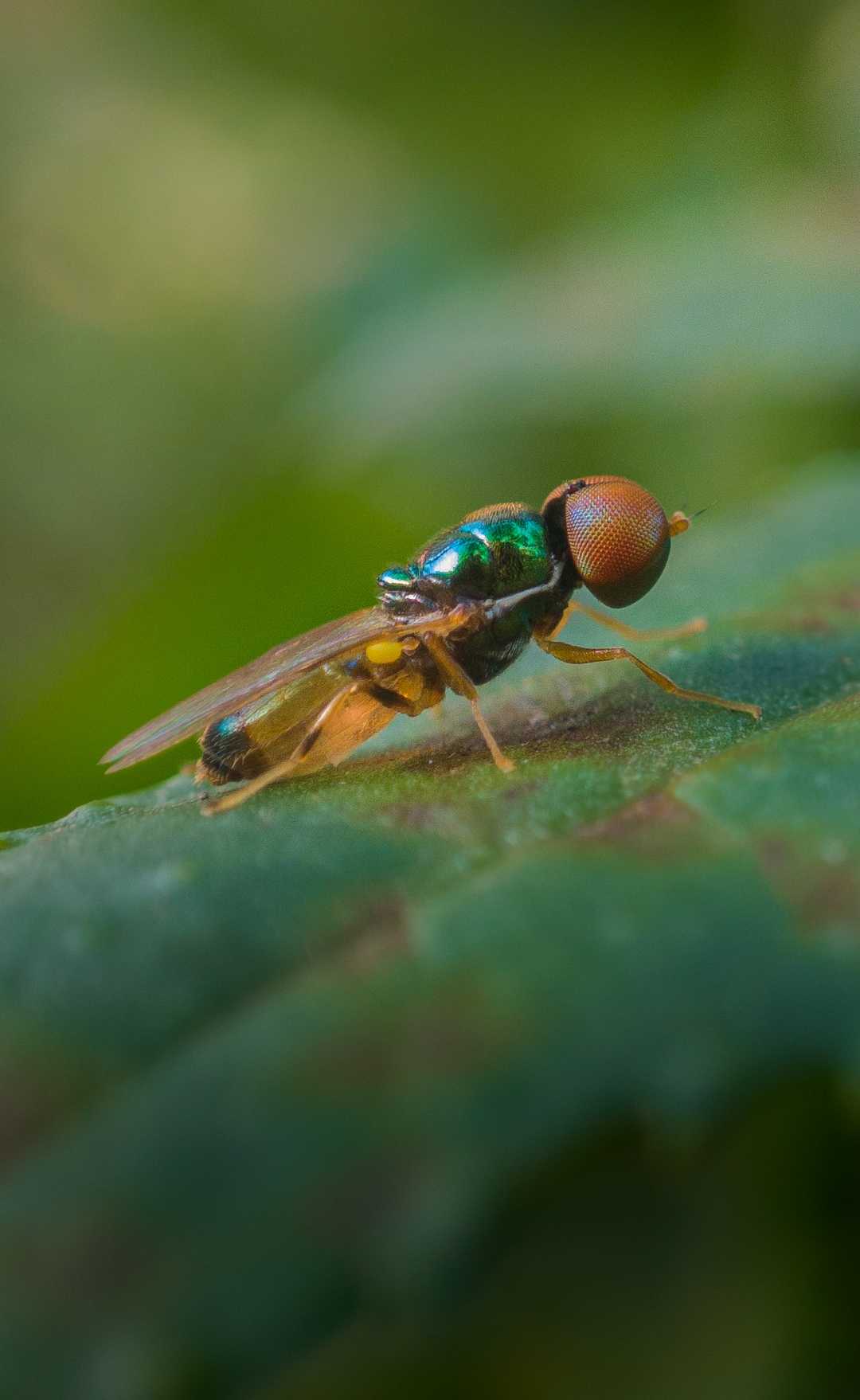 Microchrysa