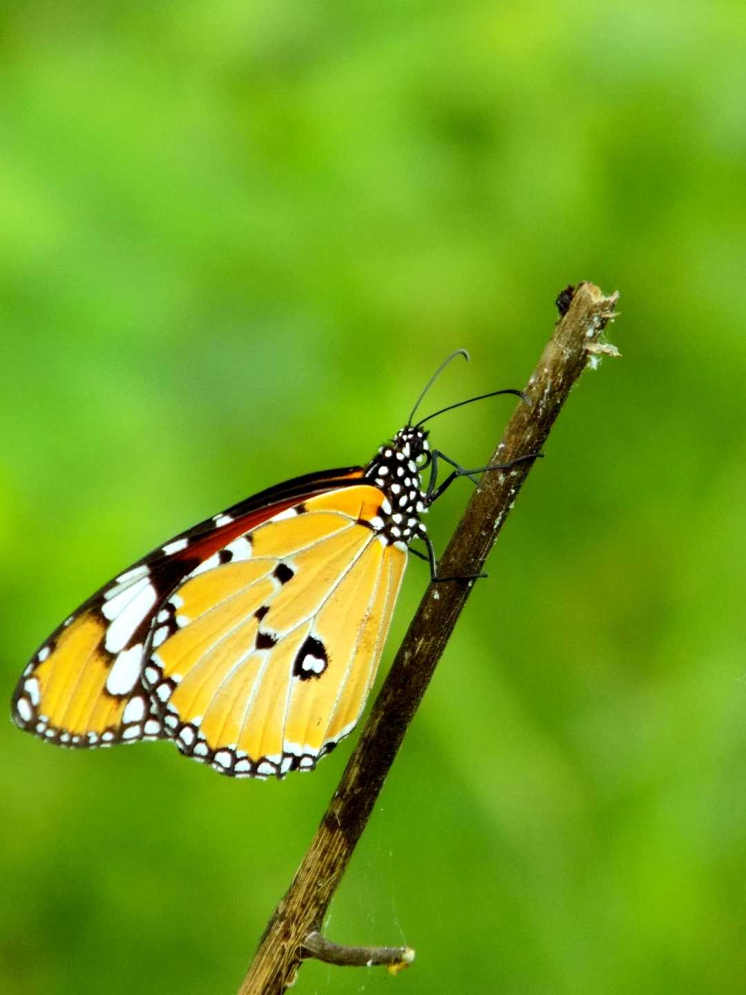 common tiger 