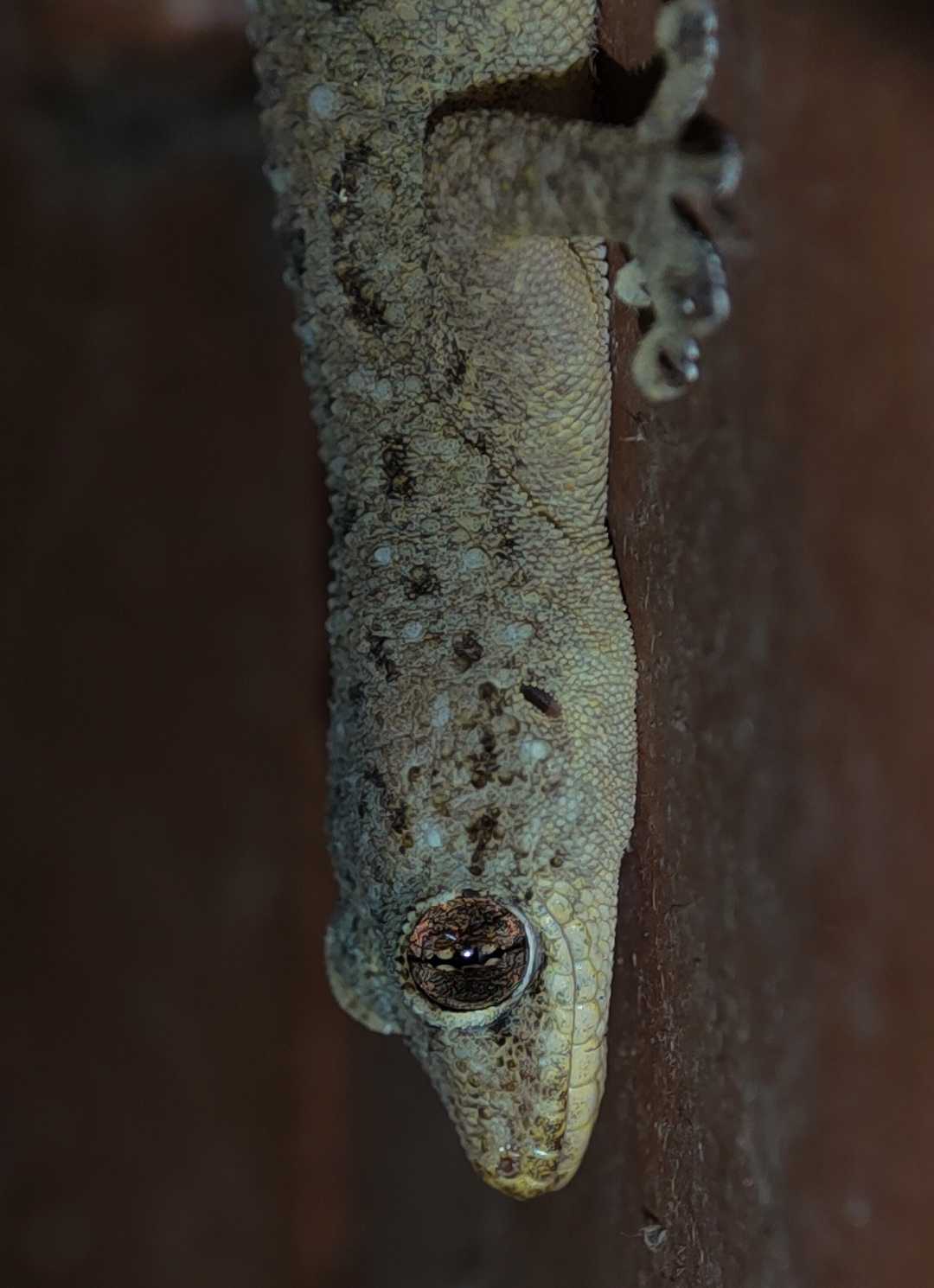 Lizard 🦎