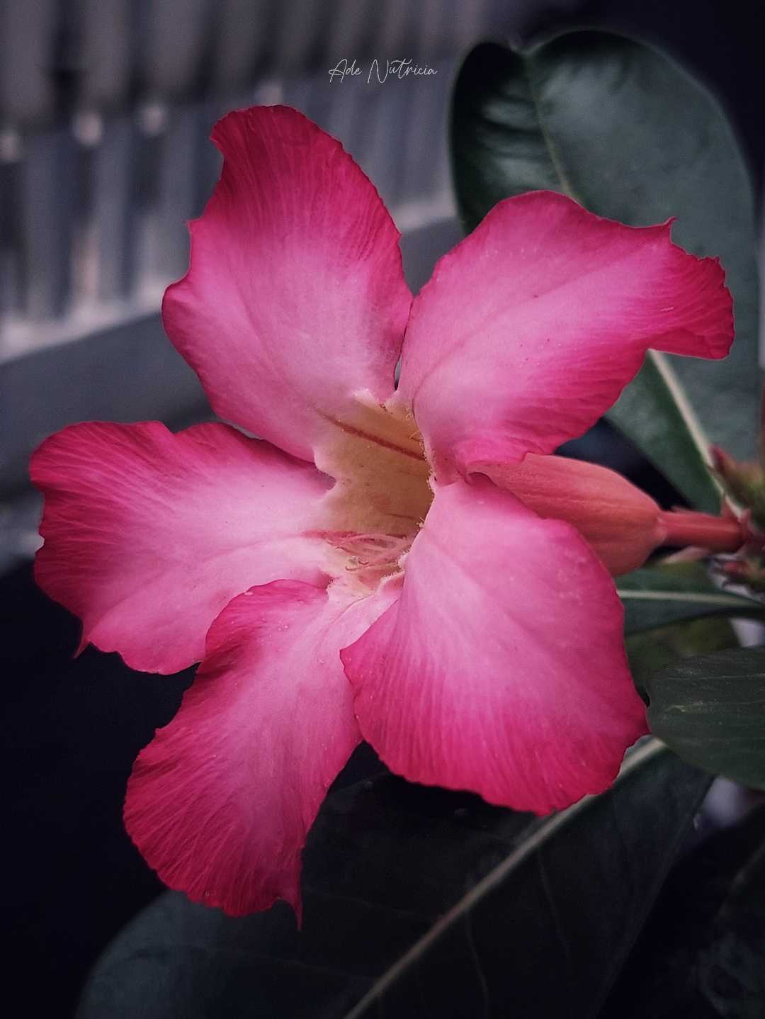 Adenium Obesum