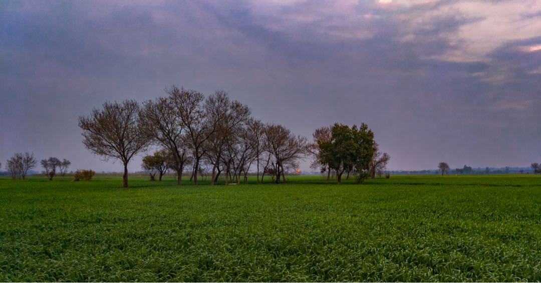 Green Land