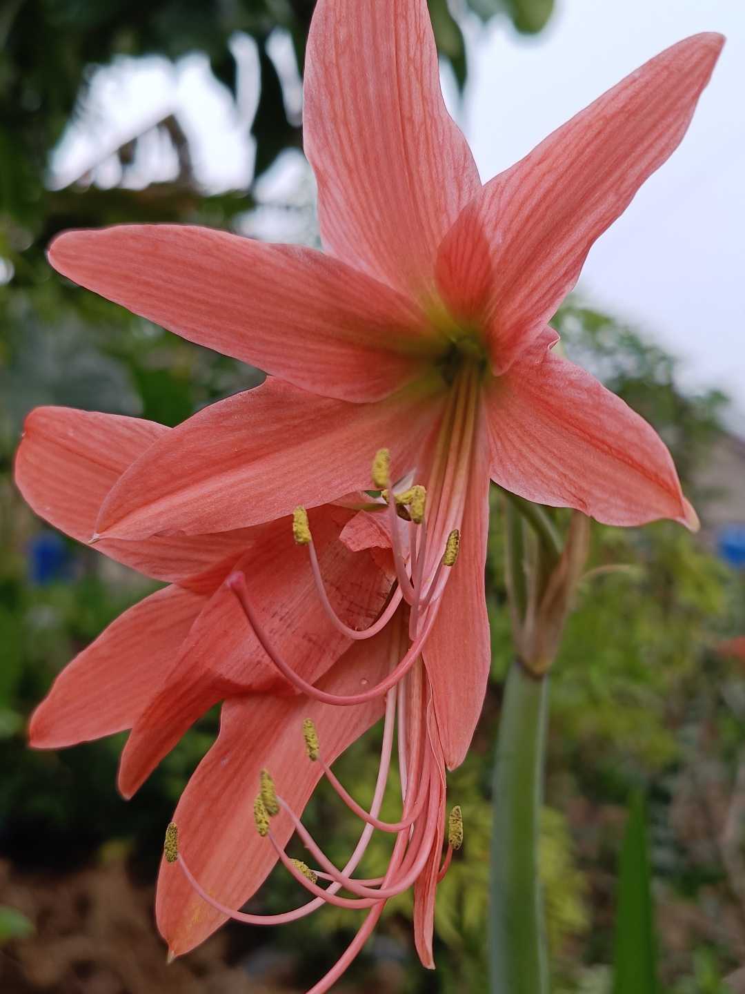 bunga lili