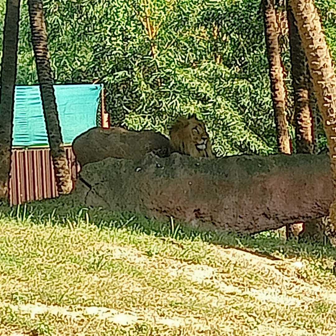 Beautiful Nehru Zoological Park 