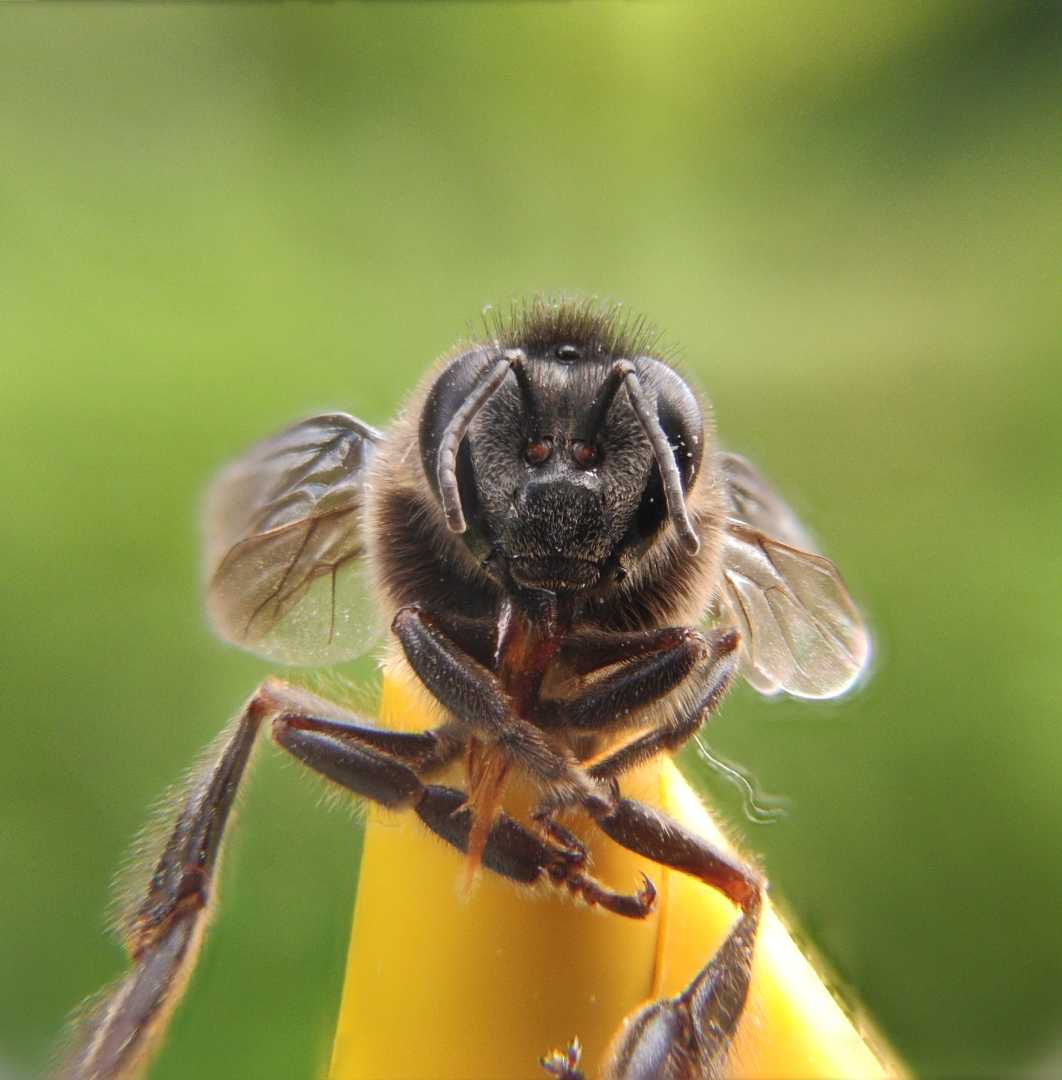 macrophotography