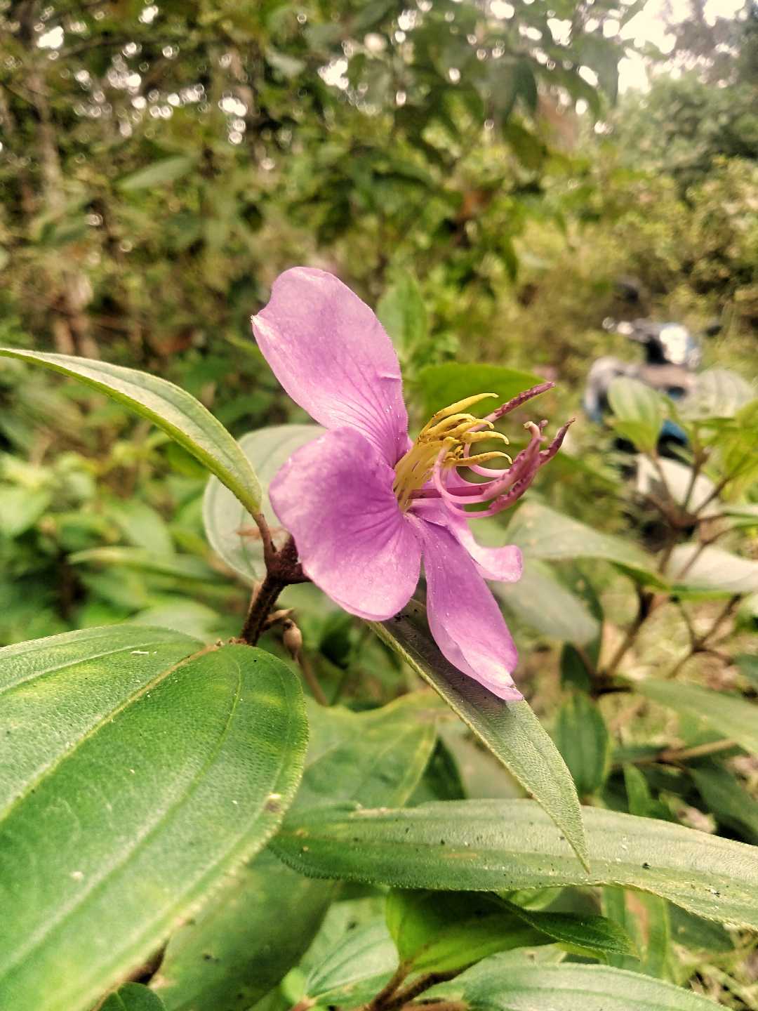 Belajar fokus Bunga Senggani