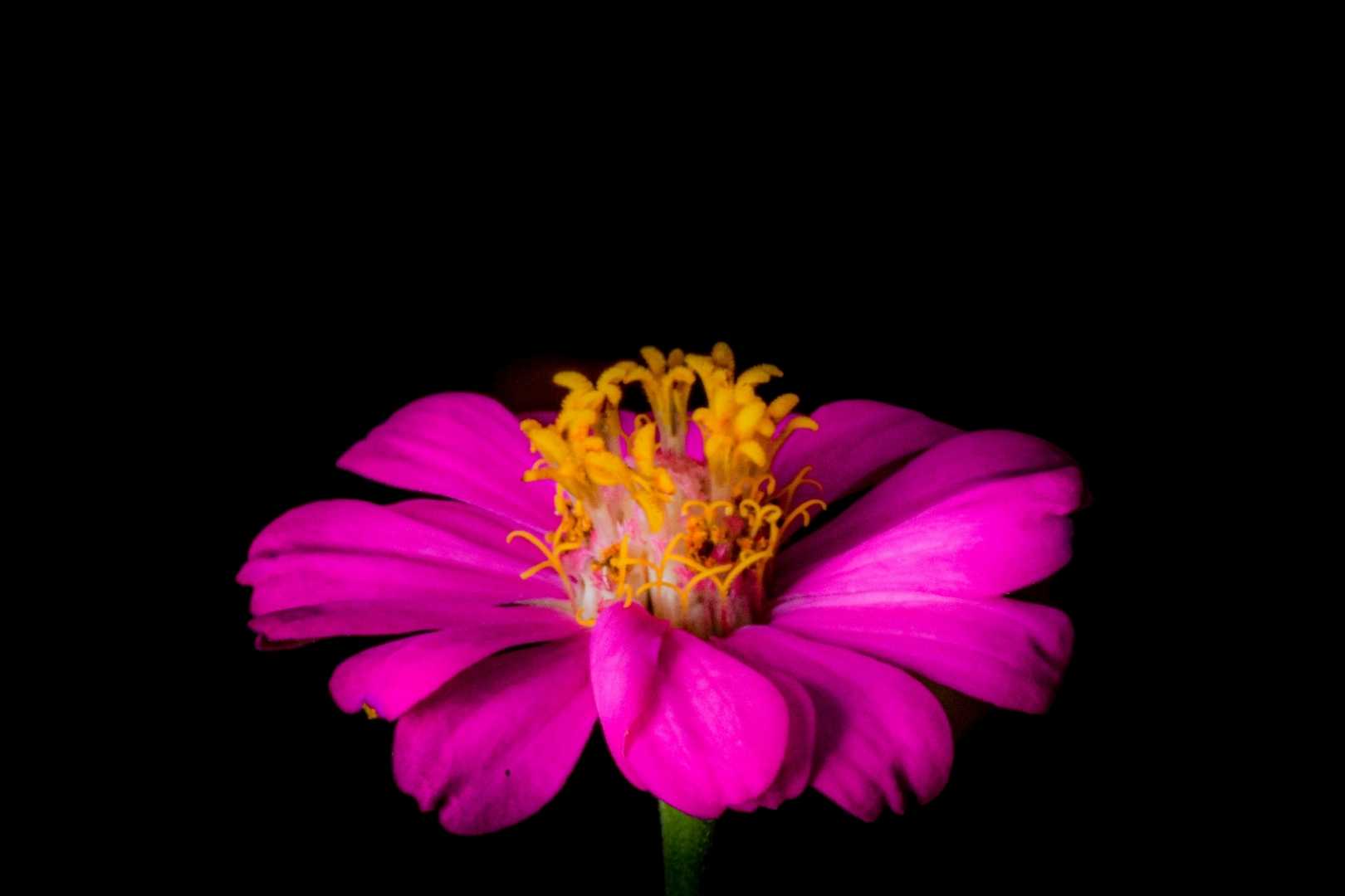 Beautiful color