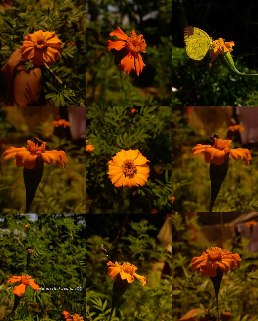 🌼