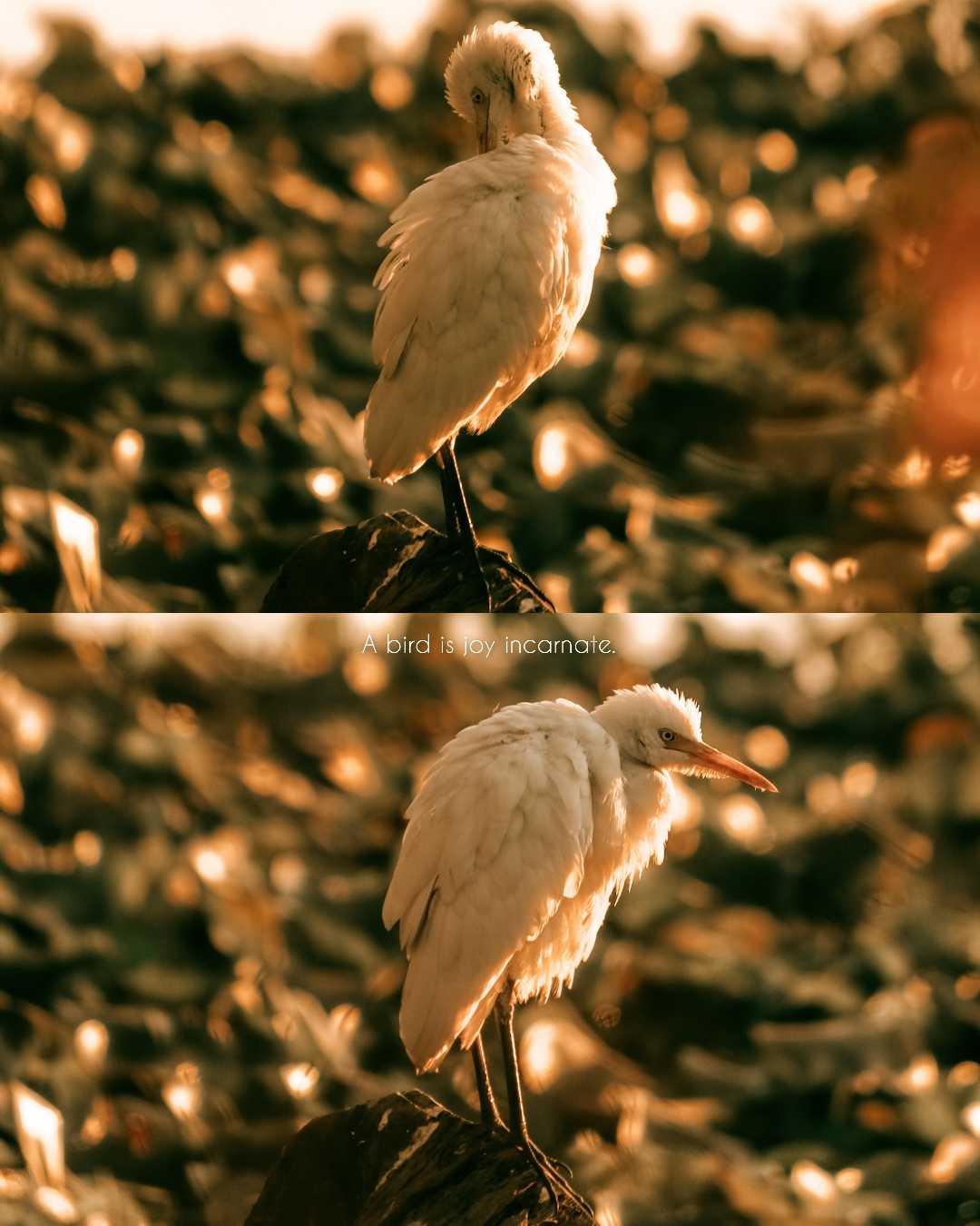 Golden hours