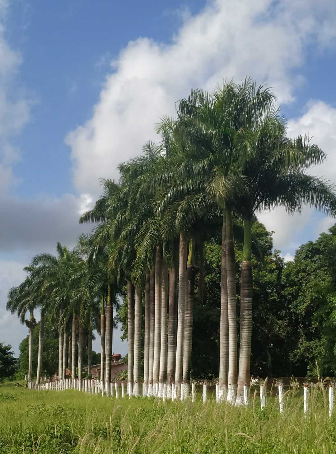 Palmas reales cubanas