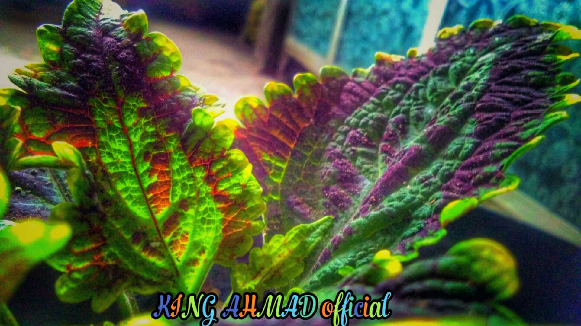 COLEUS