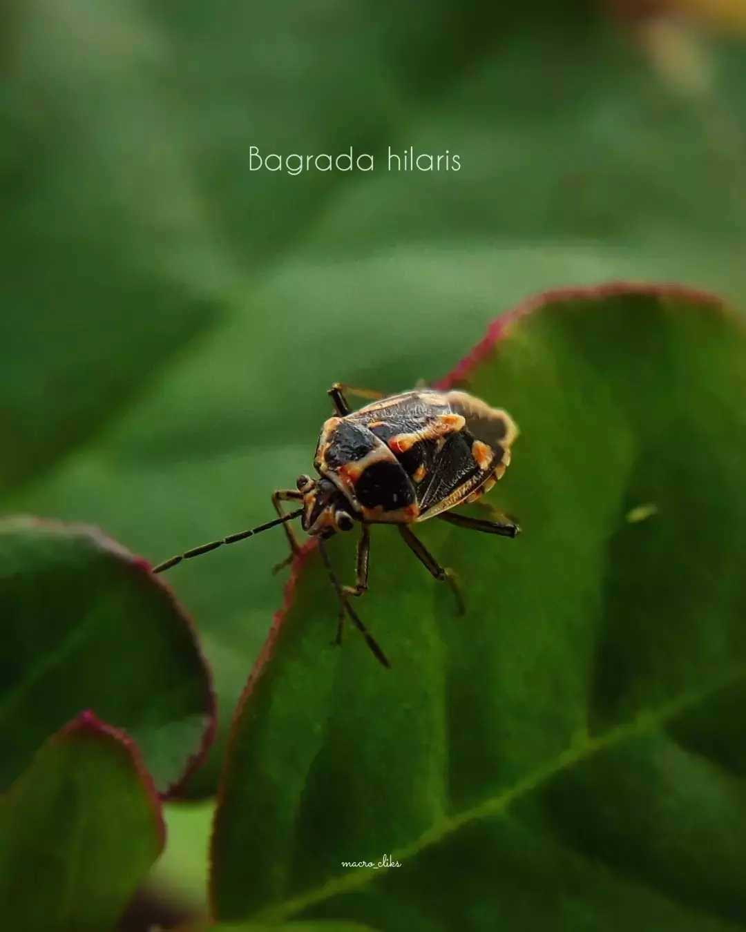 Macroshot of insect
