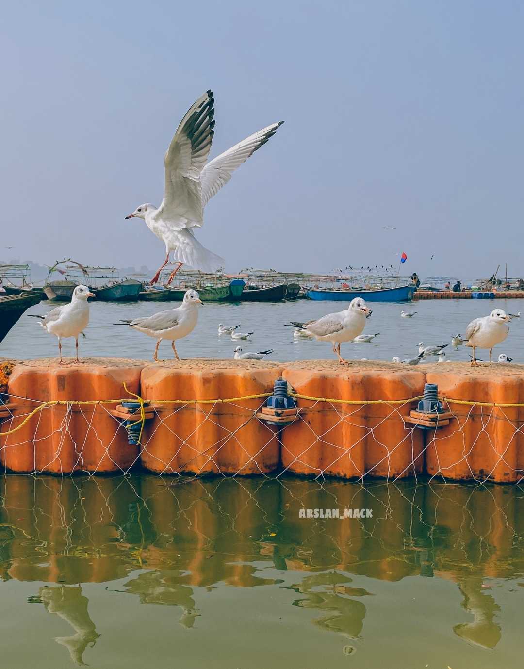 Cyberian bird's
