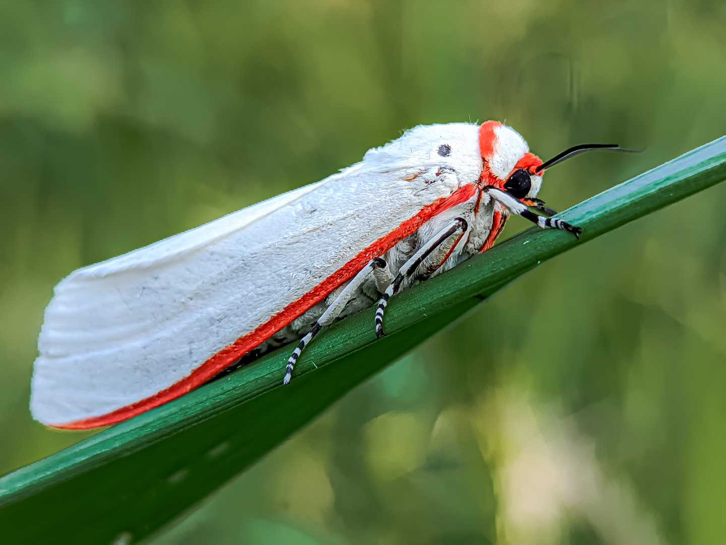 ngengat / chionarctia nivea