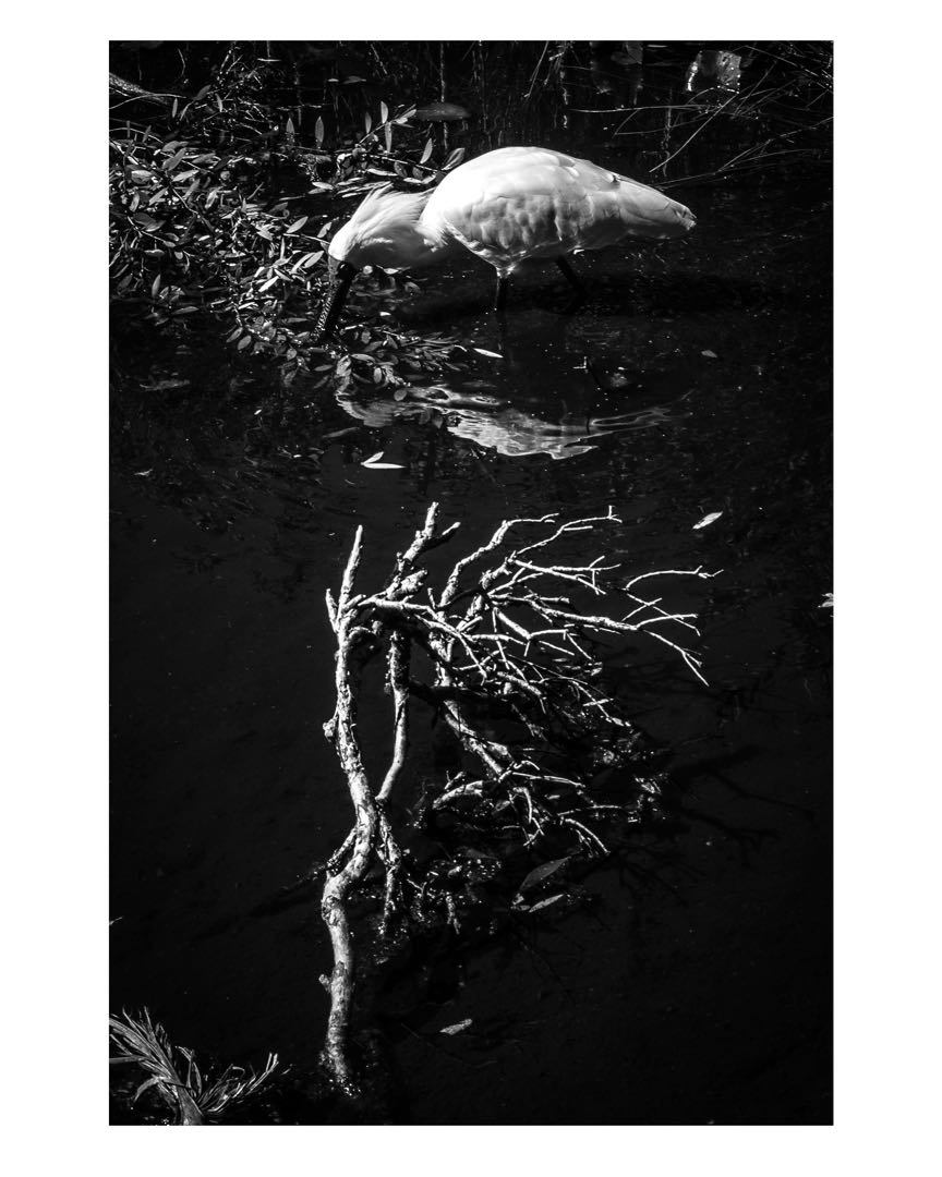 Birdlife 