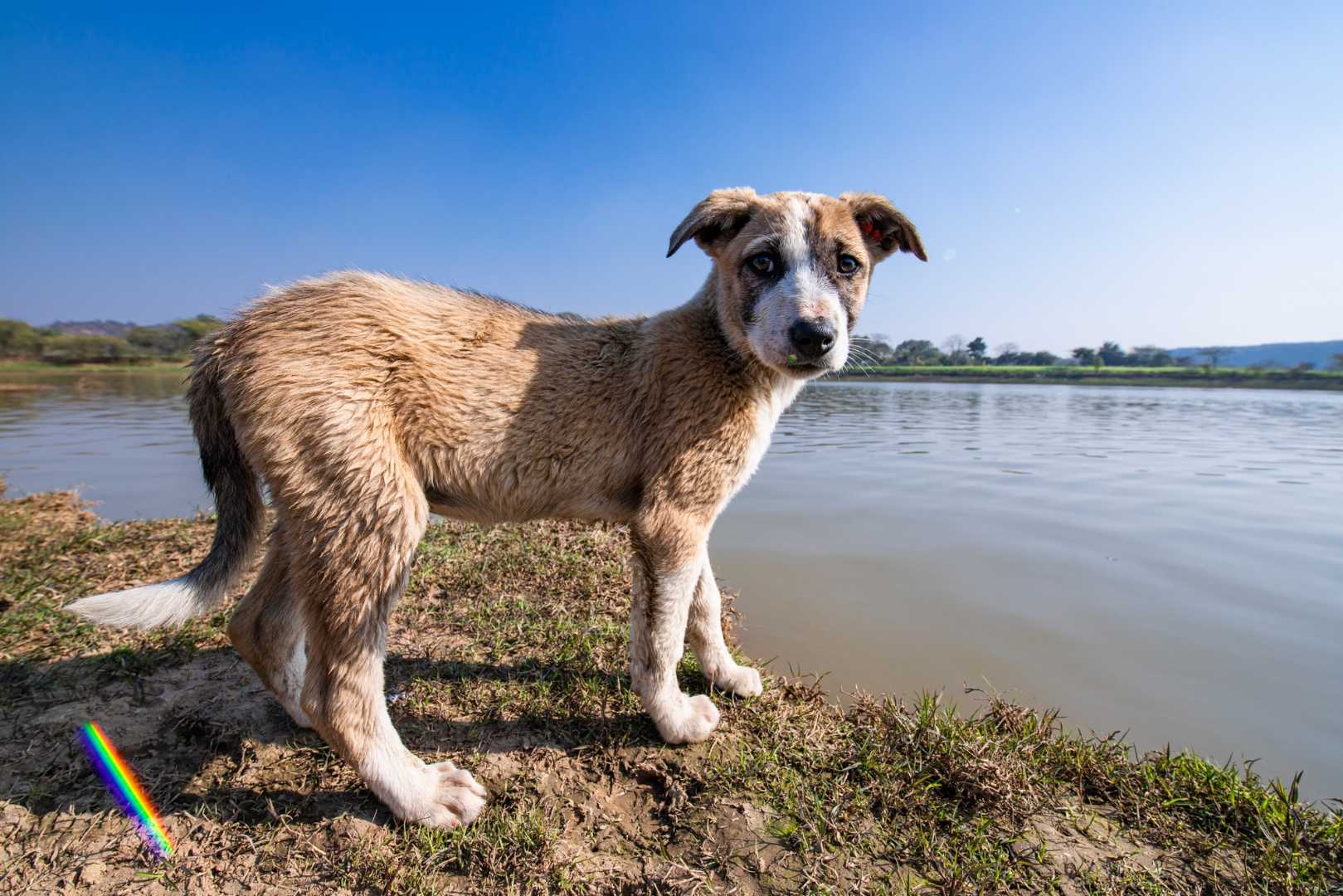 A young puppy