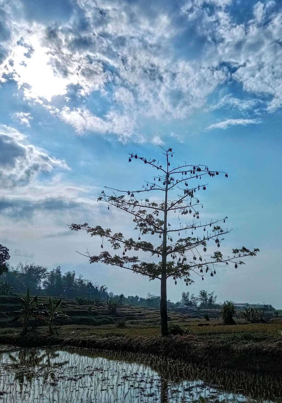 A Kapok Tree
