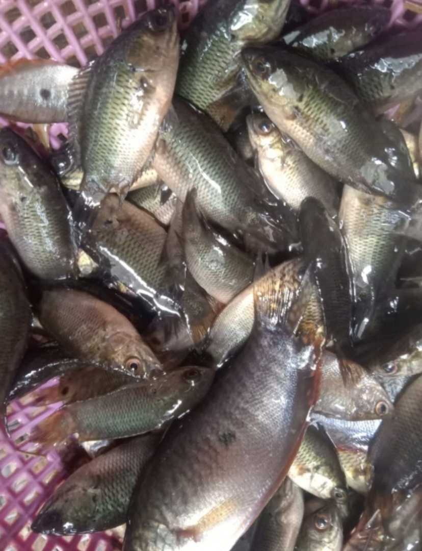 ikan air tawar