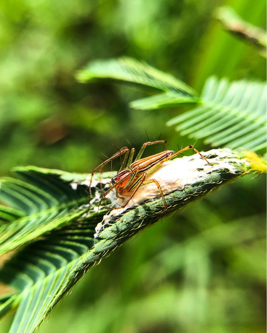 The Female Lynx Spider