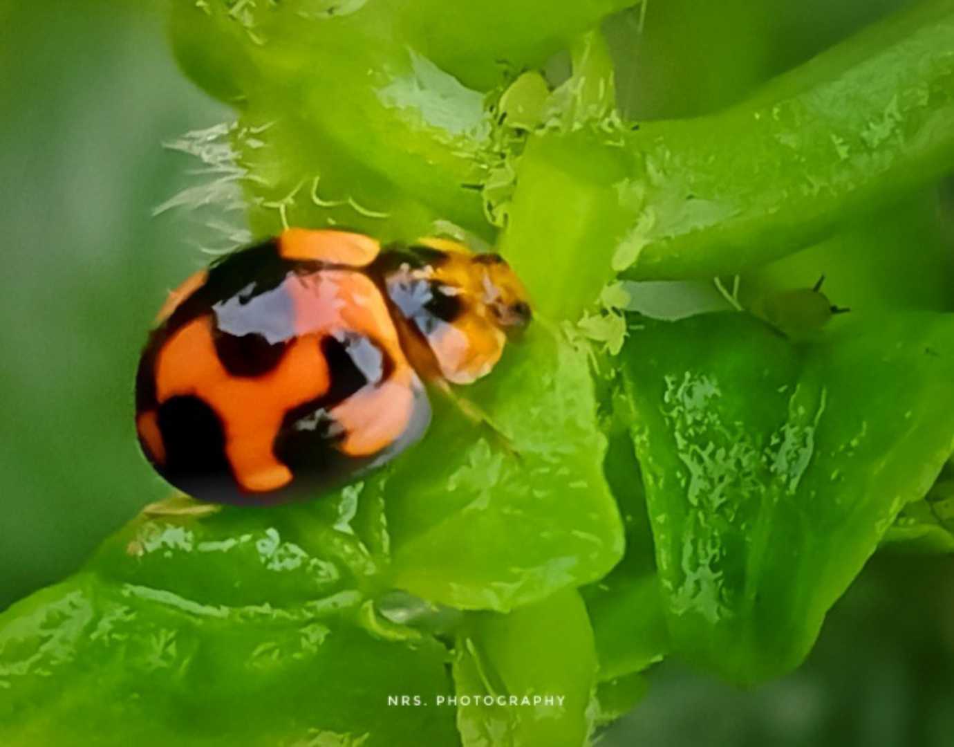 Lady Bug