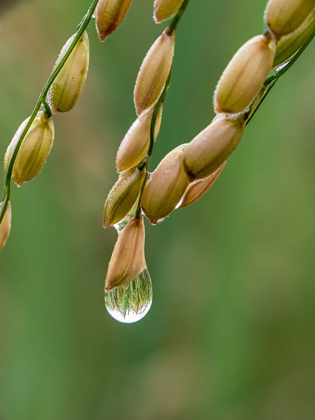 Nature in dew drop 