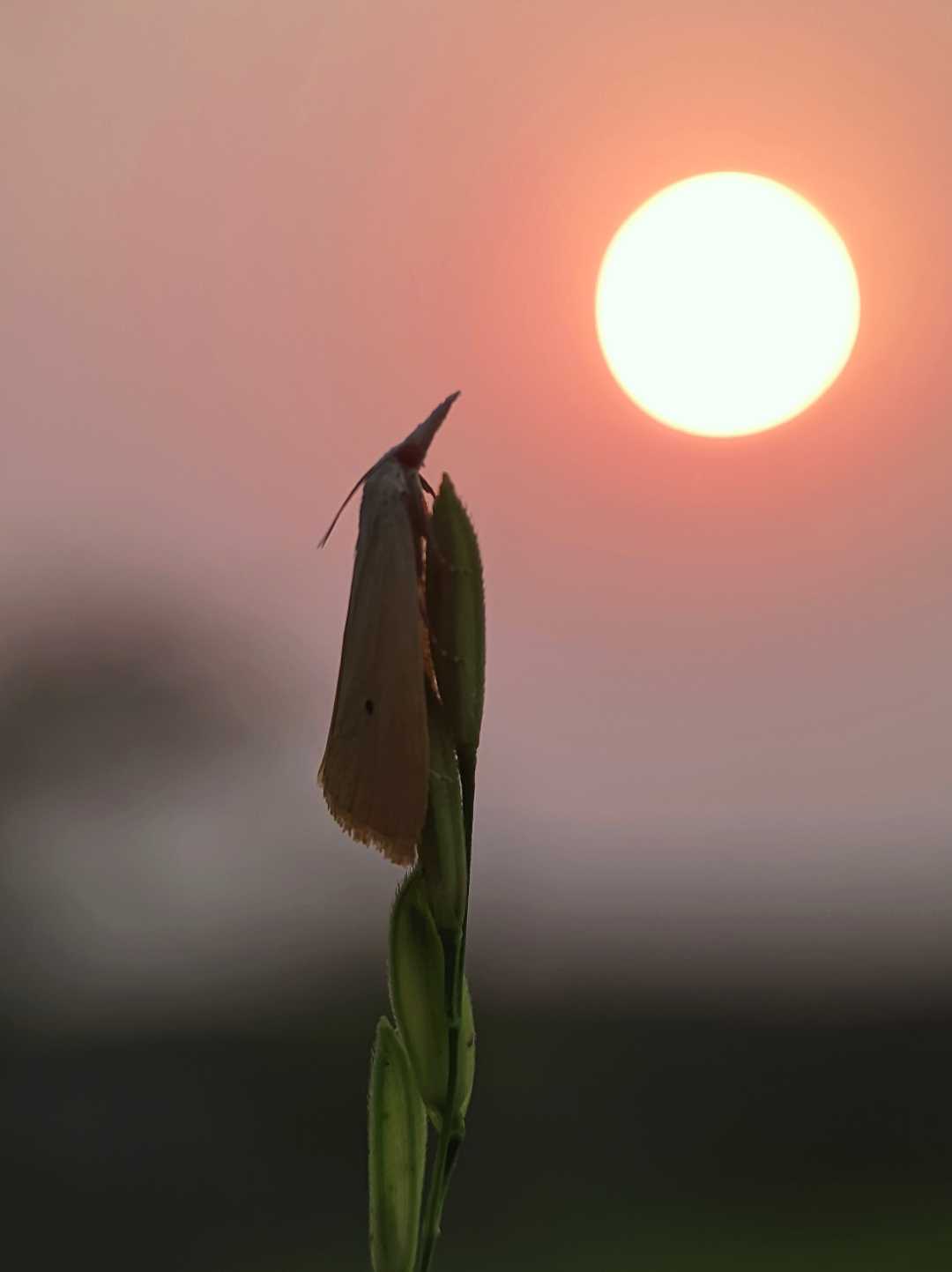 Sunset story
