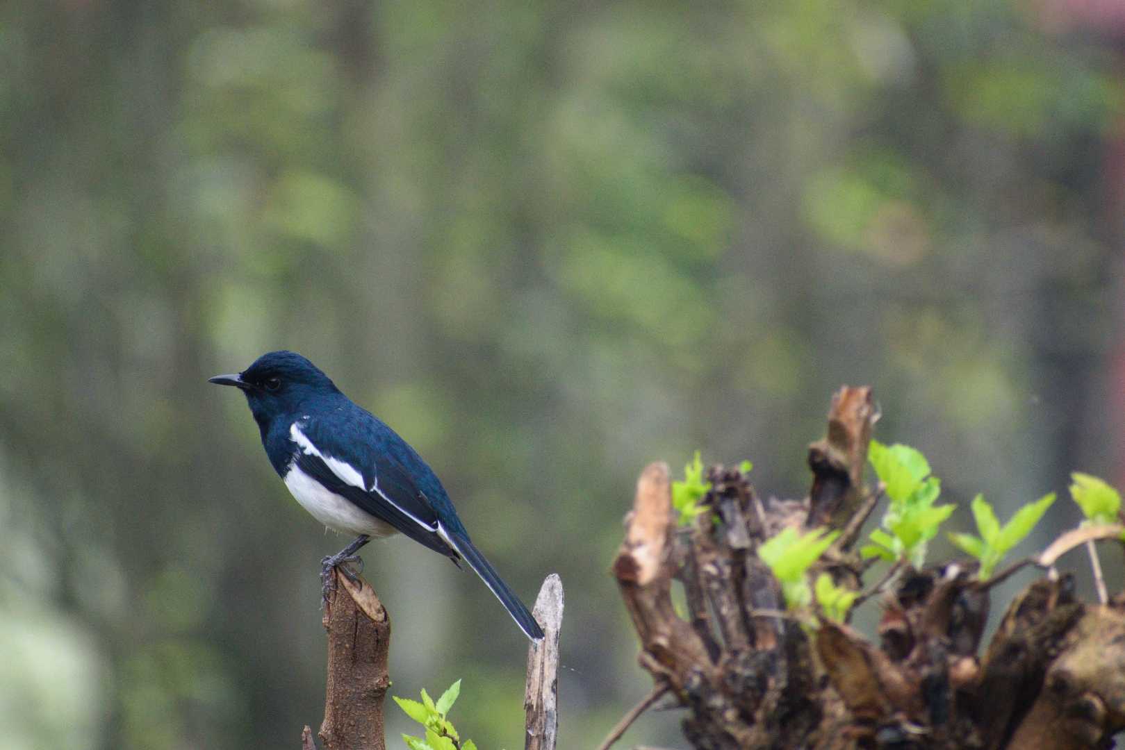 Magpie Robin 
