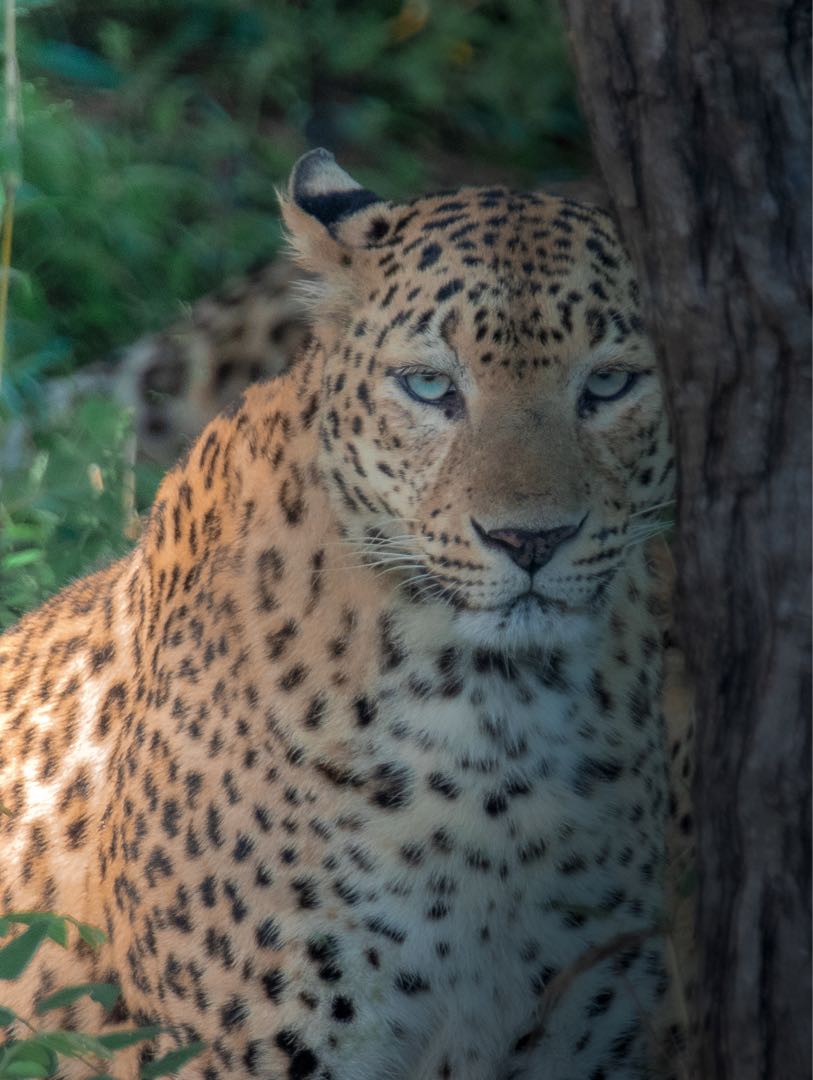 Indian leopard 