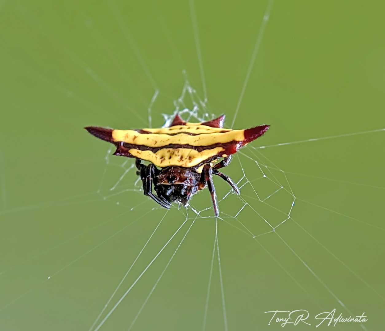 GASTERACANTHA FORNICATA