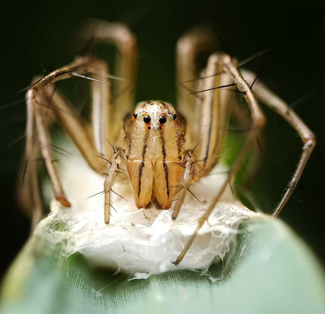 Oxyopes salticus
