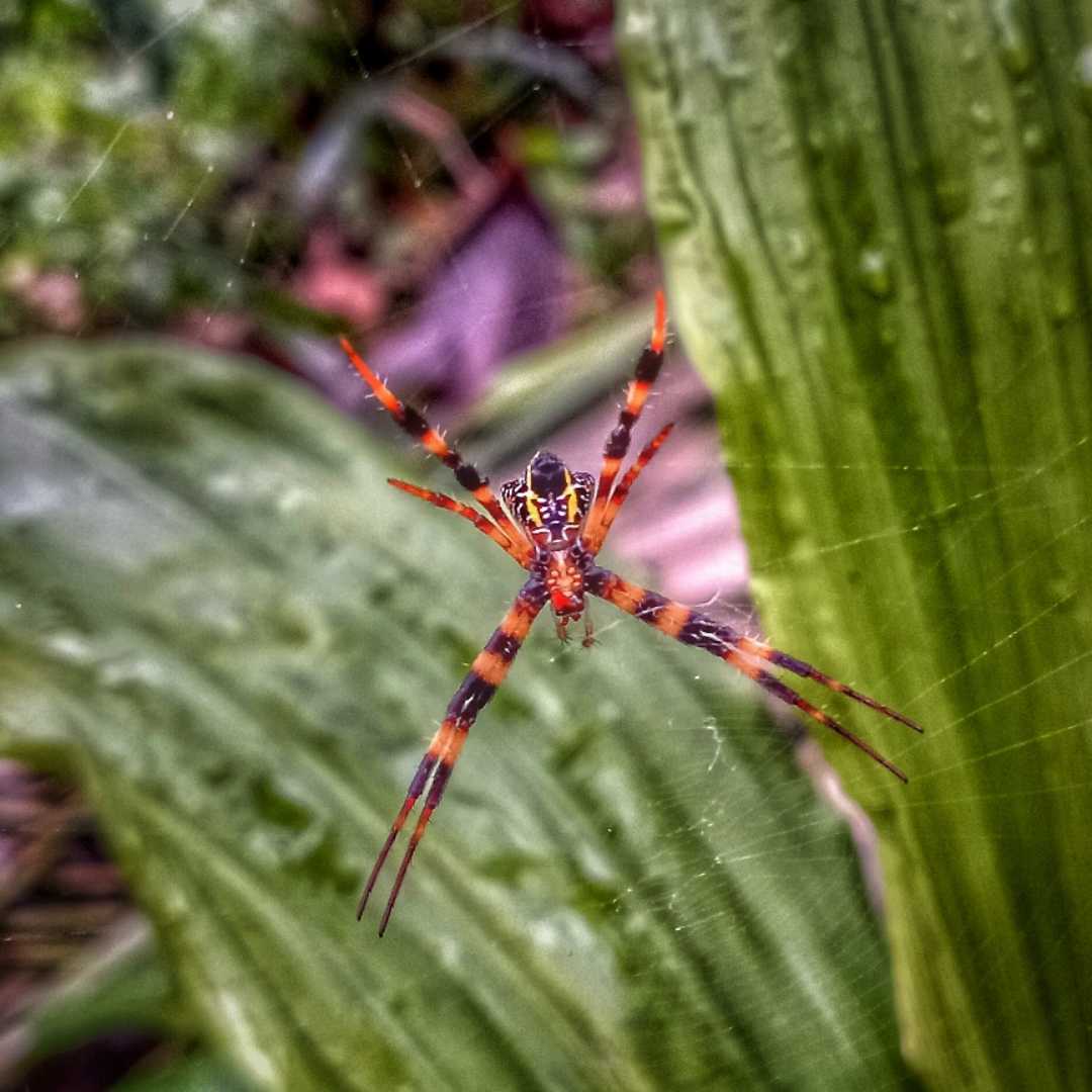 laba laba penenun  ( araneidae )