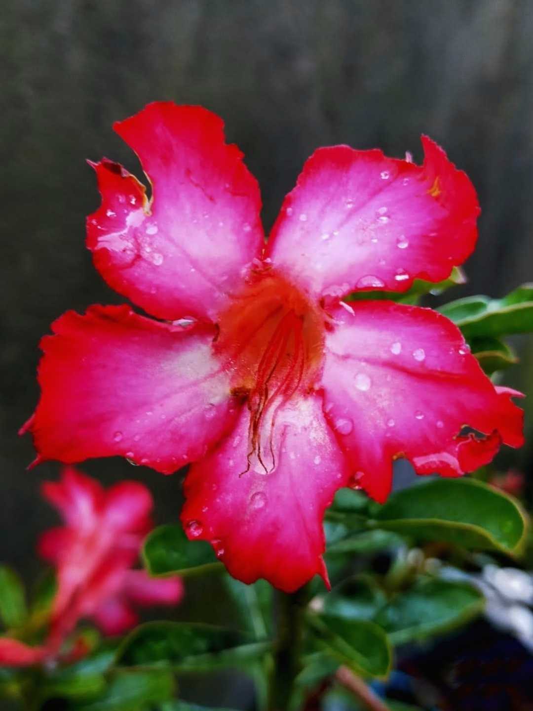 Kamboja Merah