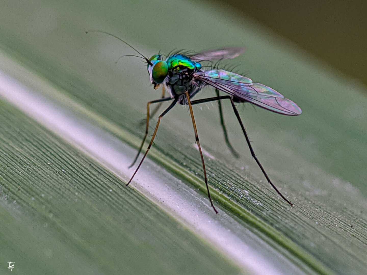 Lalat hijau kecil
