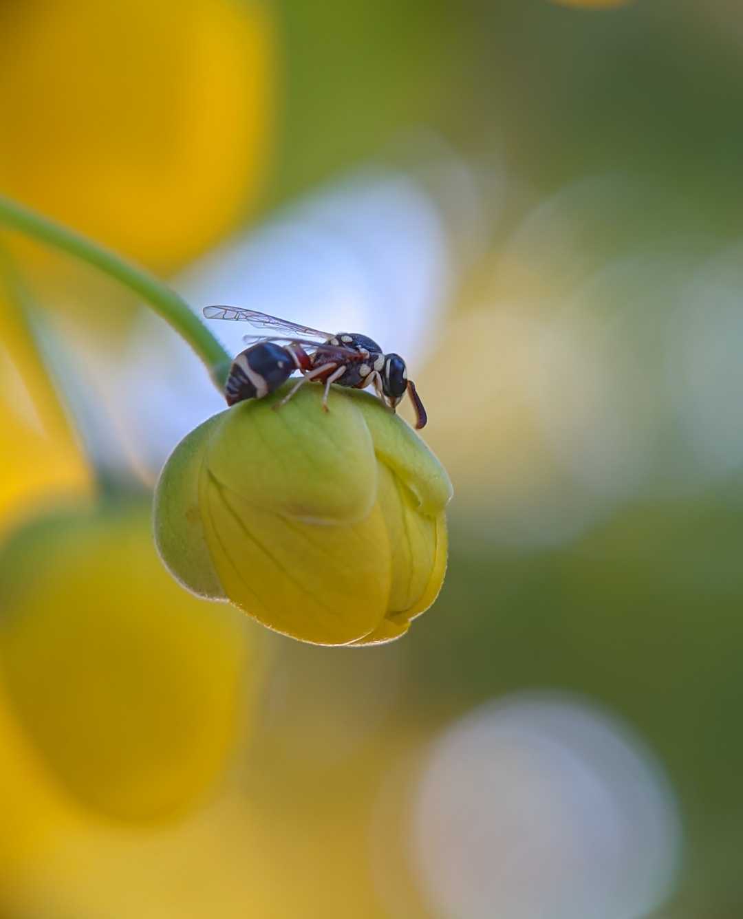 Resting on flower bud