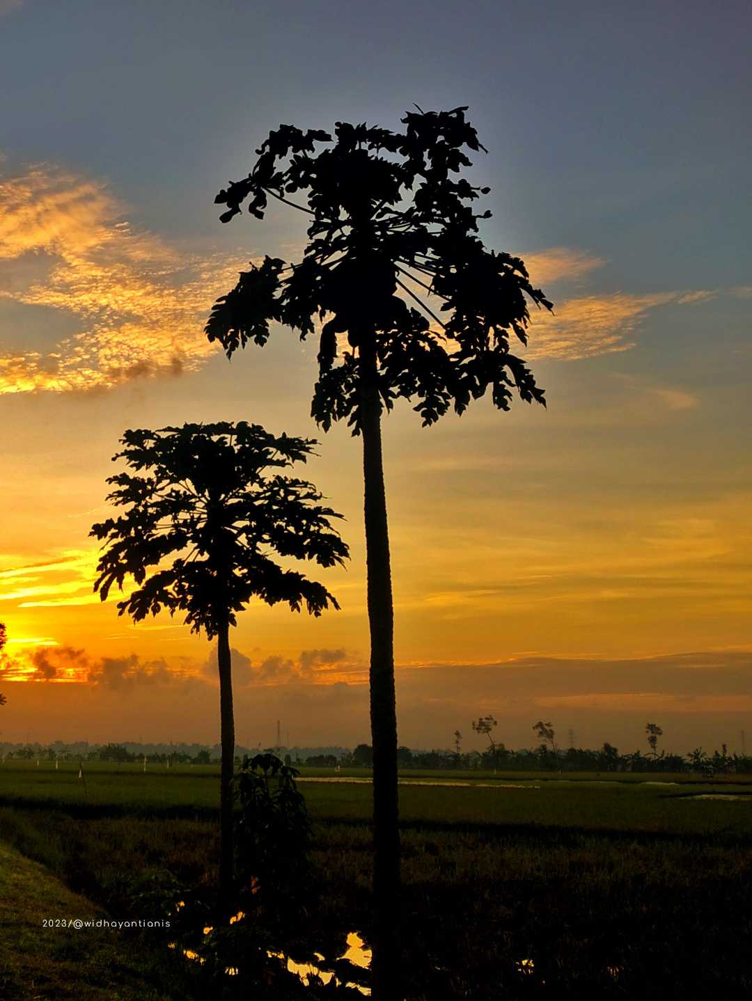 pohon pepaya