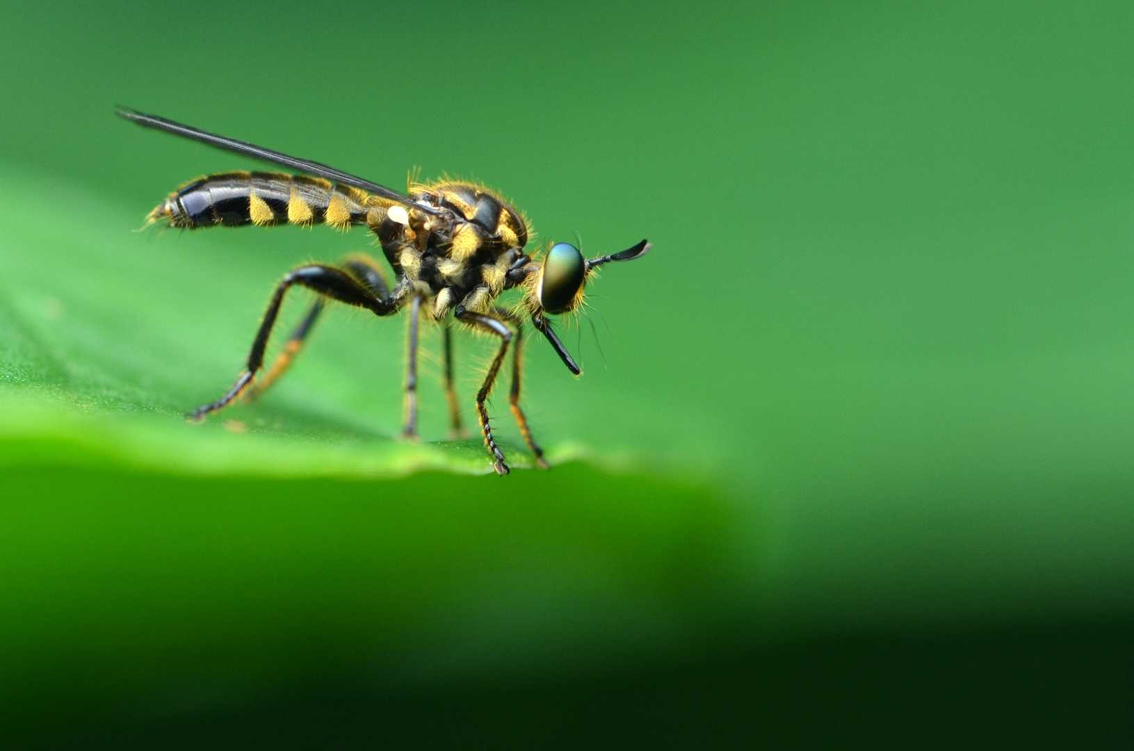 callinicus sp.