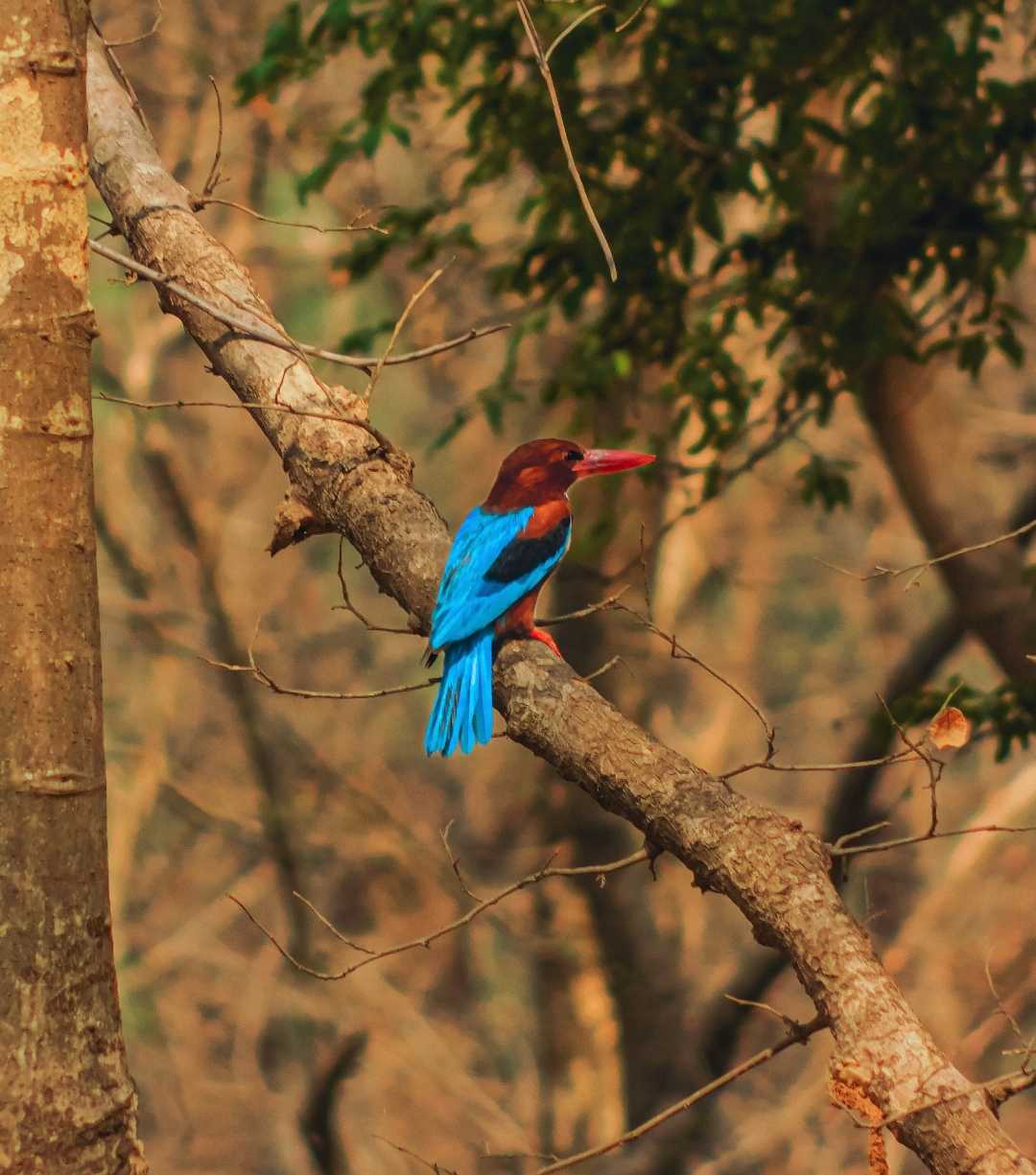 White Breasted Kingfisher.